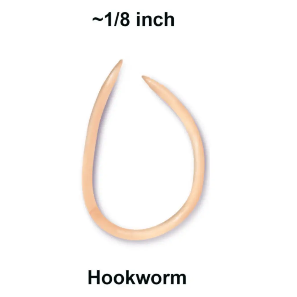 Hookworm - best over the counter cat dewormer