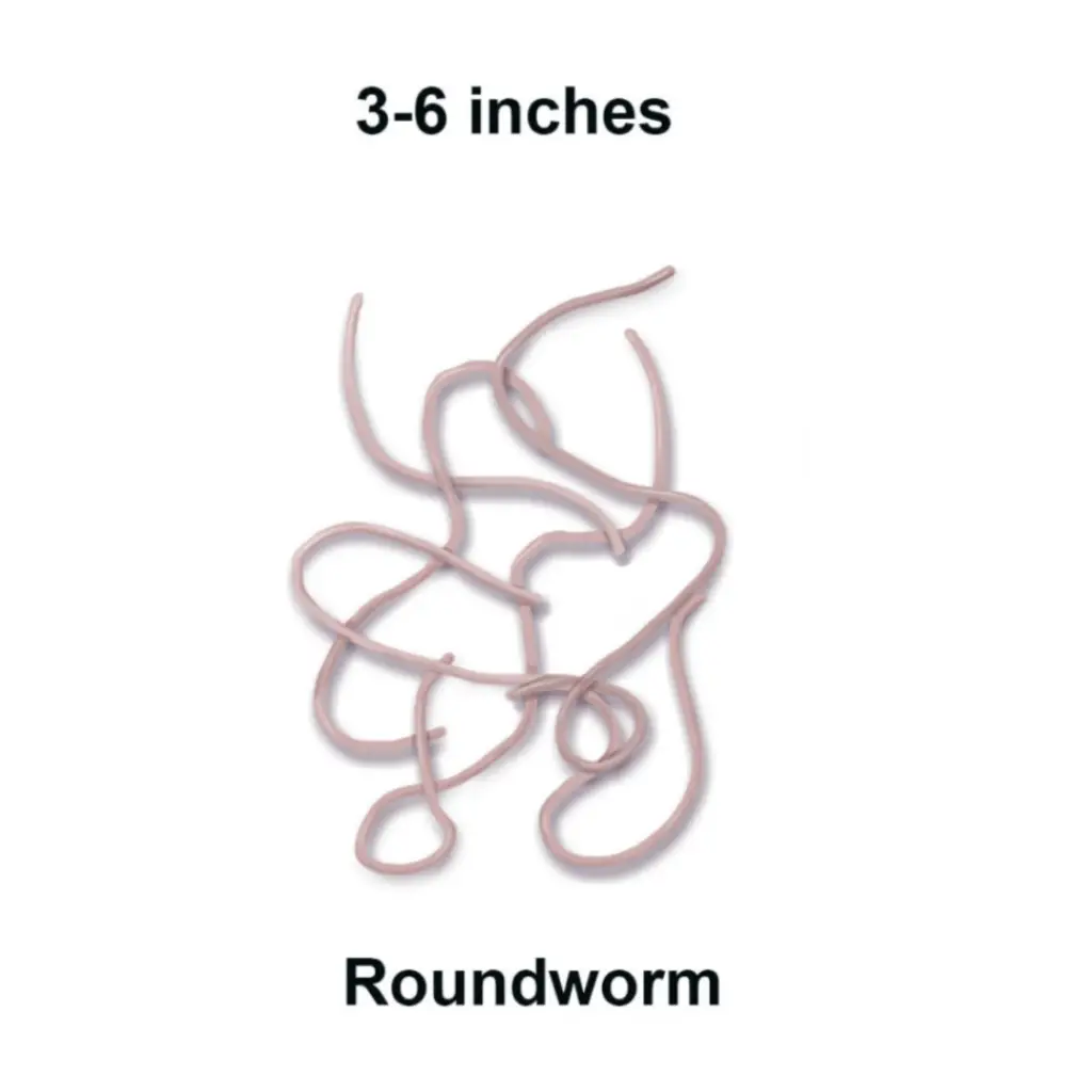 Roundworm - best over the counter cat dewormer