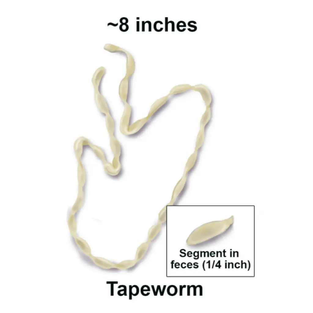 Tapeworm - best over the counter cat dewormer