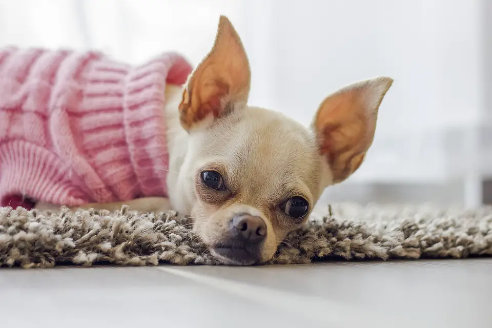 best brush for Chihuahua