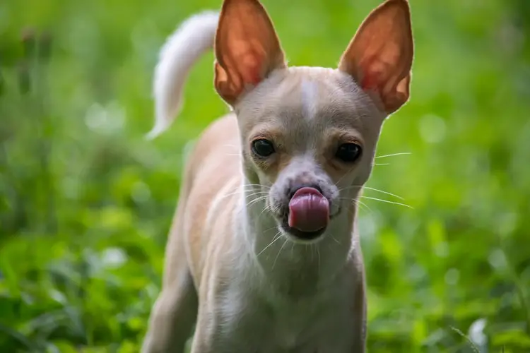 best treats for chihuahua