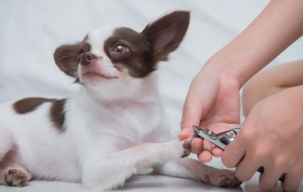 How to cut chihuahua nails