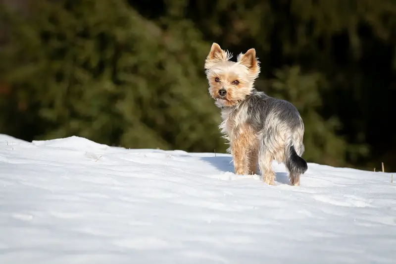 The Best Dog Food For Yorkies With Allergies 