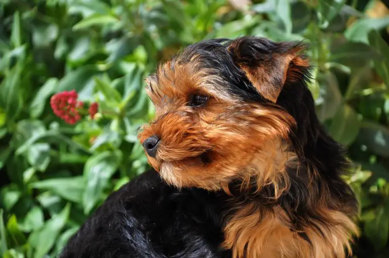 The Best Dog Food For Yorkies With Allergies