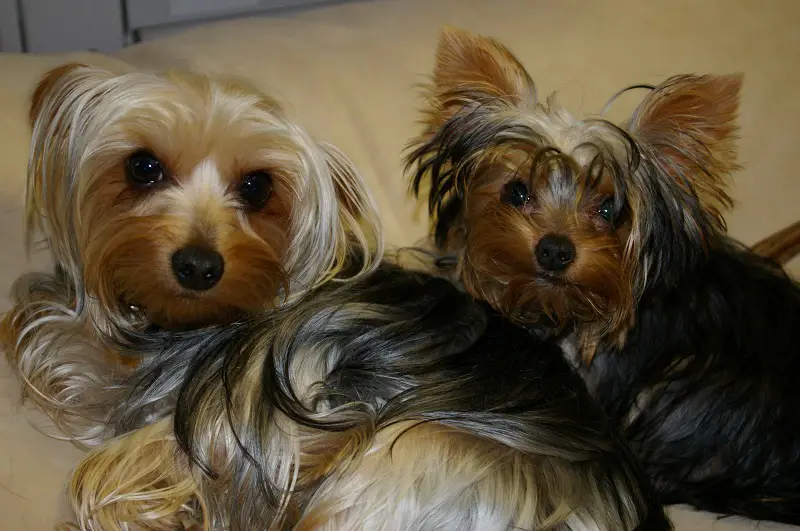 two Yorkies