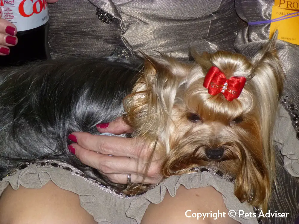 do Yorkies like to cuddle