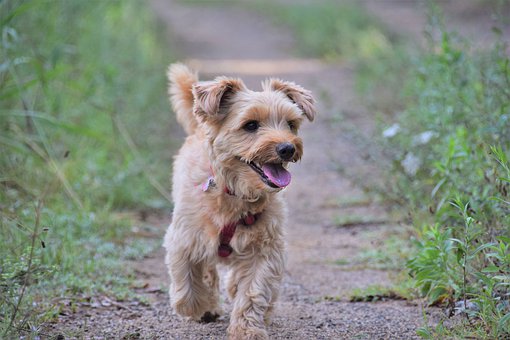 Yorkie vaccine schedule 