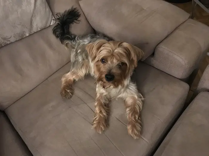 Yorkshire_terrier_dog on sofa