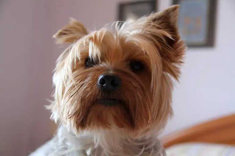 are yorkies easy to house train
