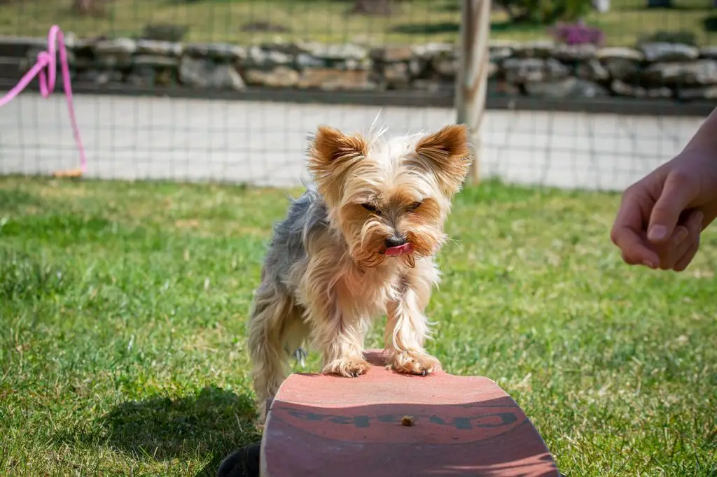 are yorkies easy to train