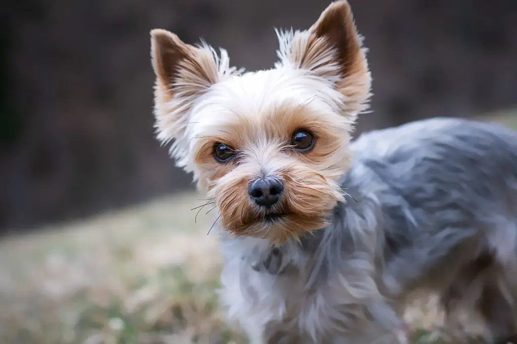 best brush for Yorkies