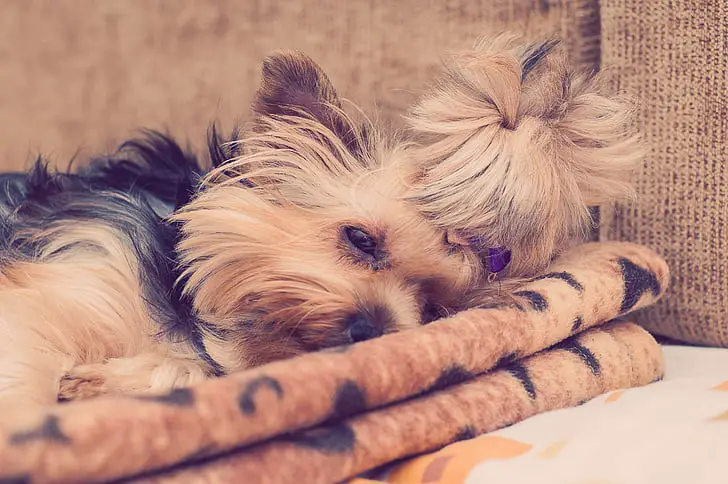 best dog beds for Yorkies