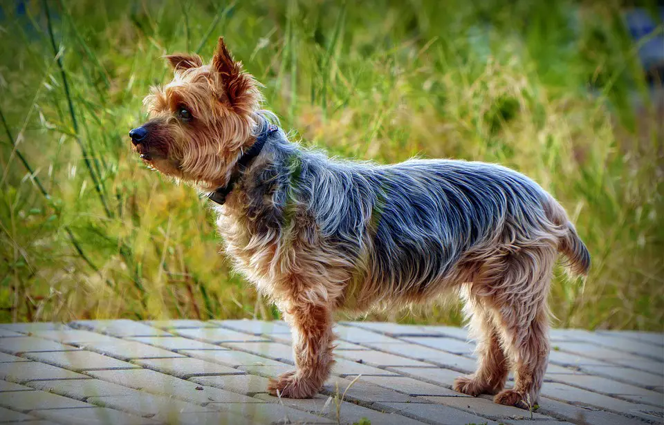 best shampoo for Yorkies