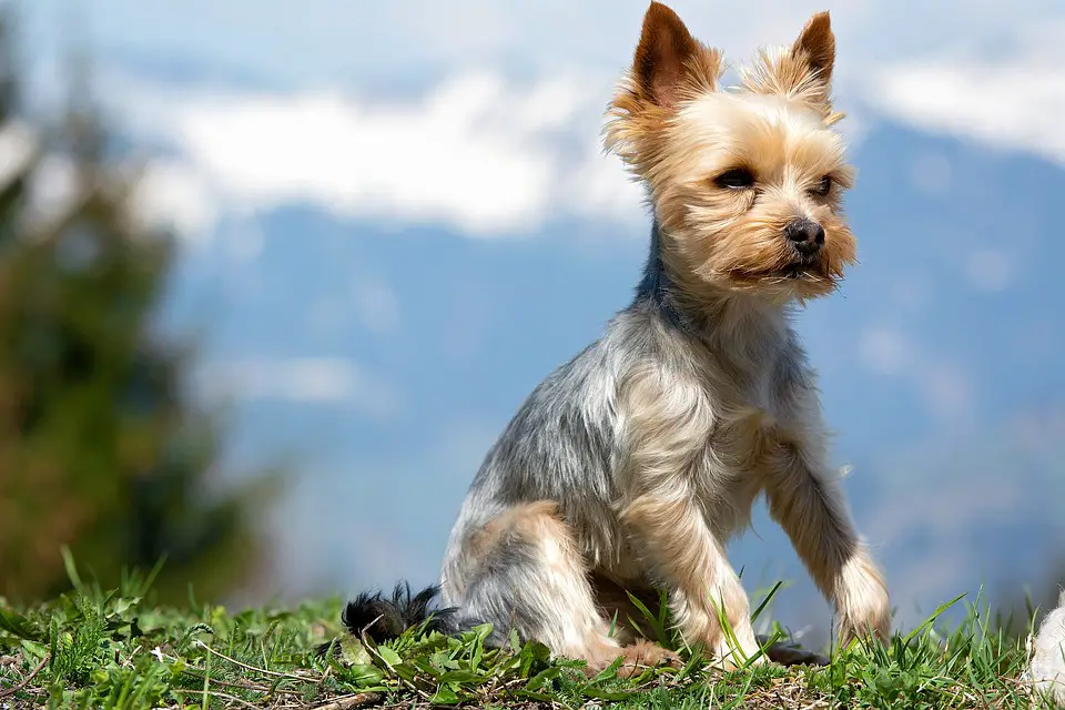 best shampoo for Yorkies