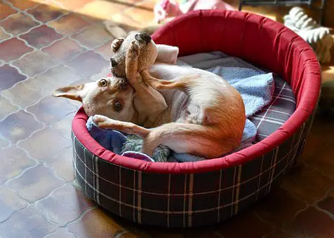 chihuahua-in-its-dog-bed