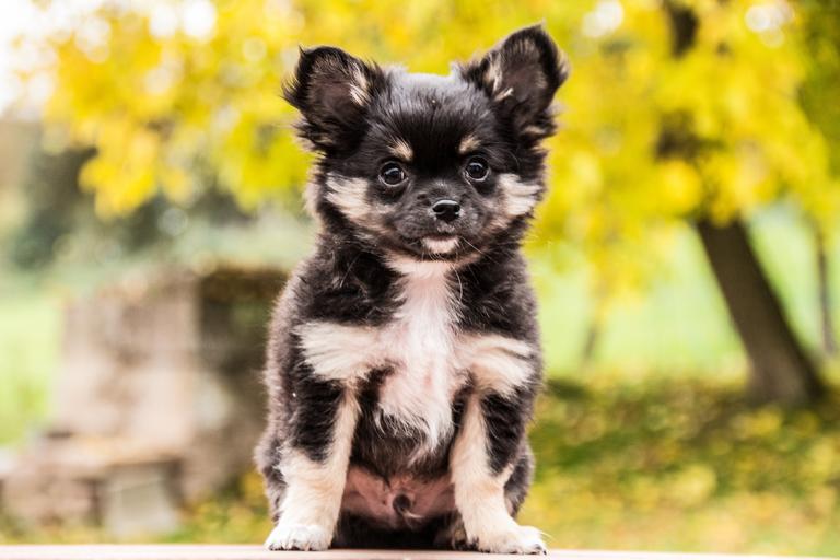 chihuahua puppy vaccination chart