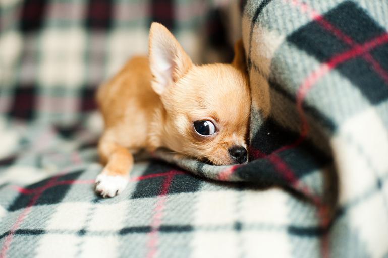 chihuahua puppy vaccination schedule 