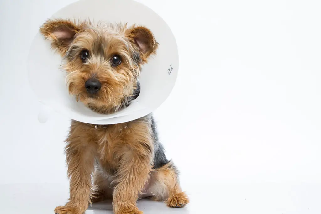 cute yorkie dog in collar