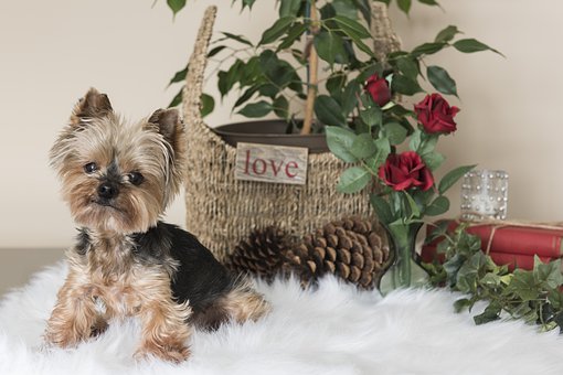 cute yorkie dog