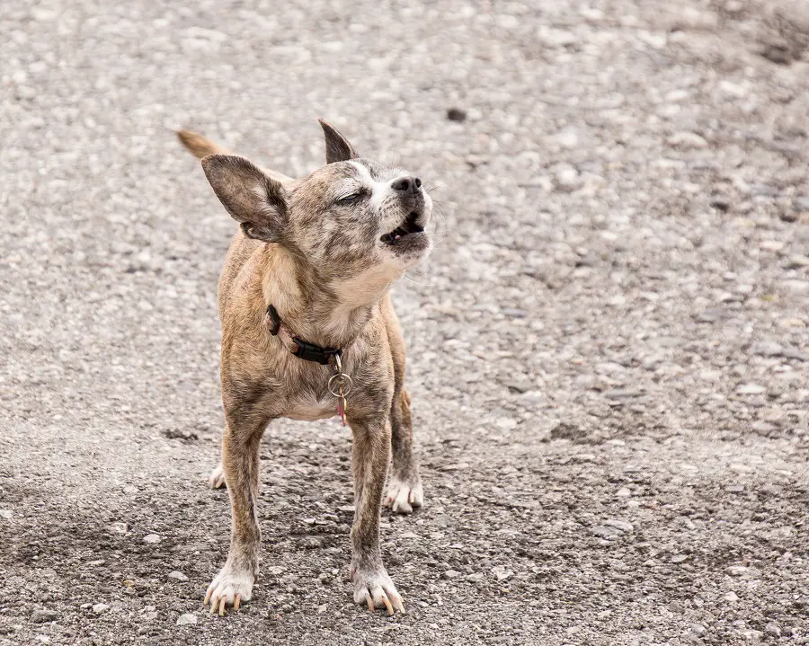 excess barking in Chihuahua