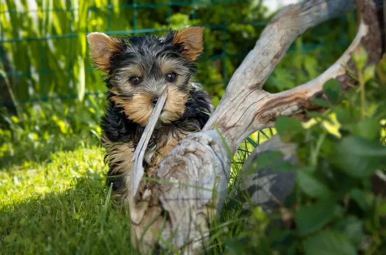 do yorkie puppies like to swim