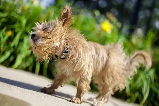 do yorkies like to swim 