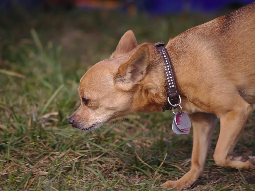 how to potty train a Chihuahua