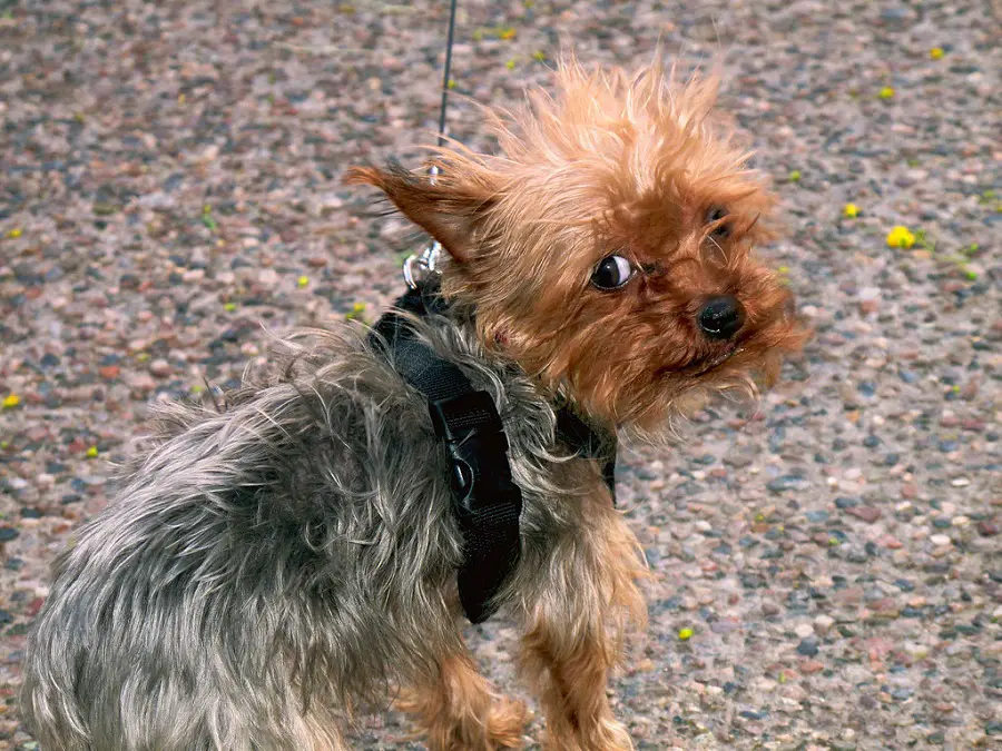 are Yorkies easy to train