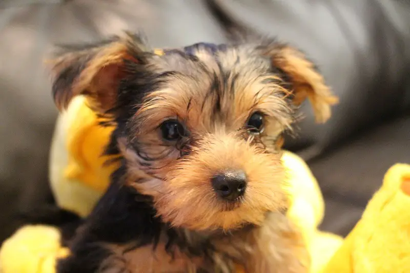 how to housetrain Yorkie puppy