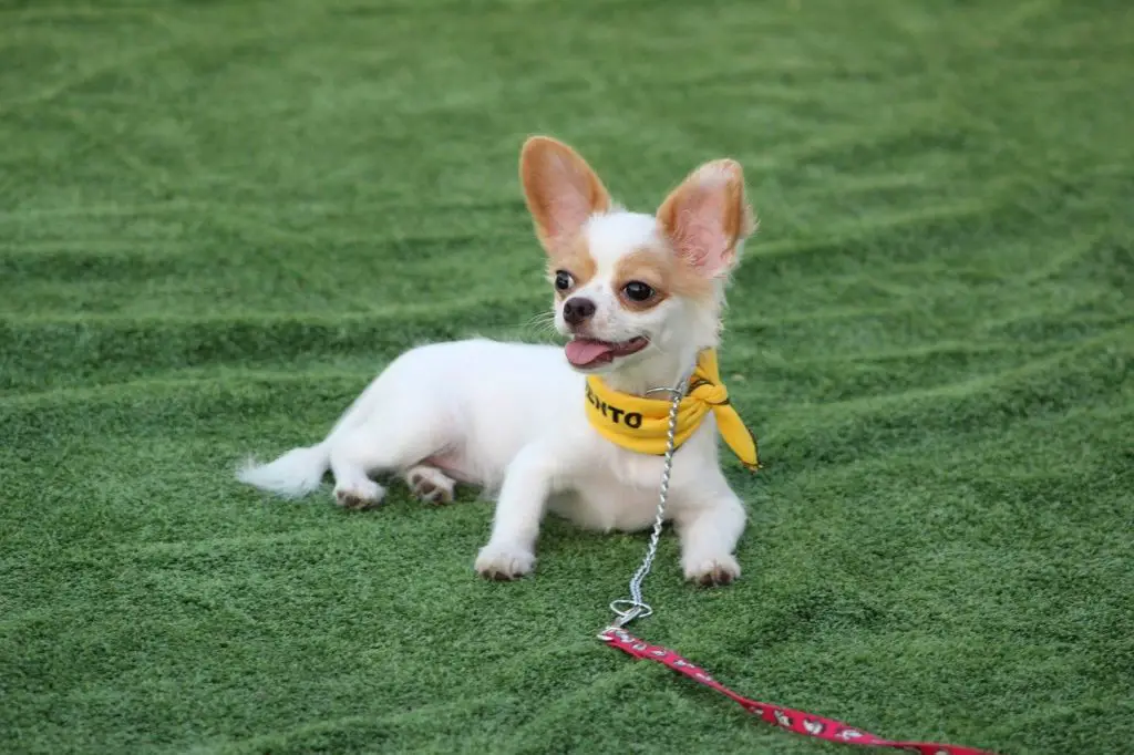 how to potty train a Chihuahua