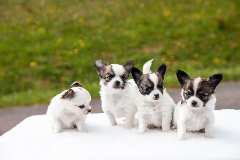 chihuahua puppies