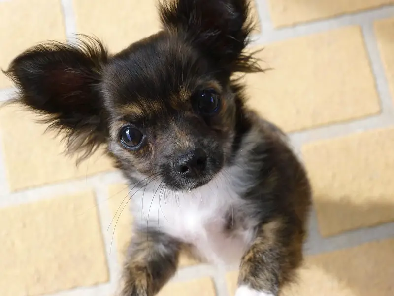 long haired chihuahua grooming