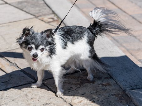 long-haired-chihuahua grooming 