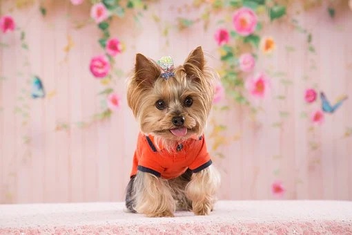 teacup yorkie height and weight at adulthood