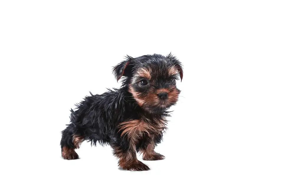 best food for Yorkie puppy