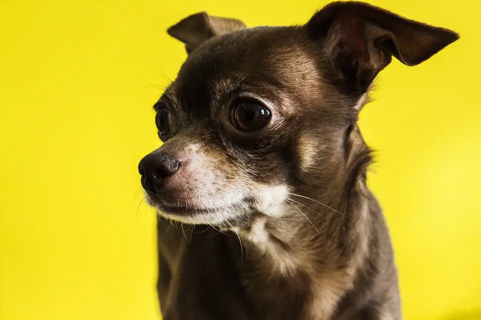 vaccinating an older Chihuahua