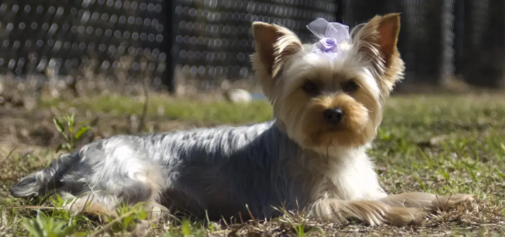well groomed Yorkie with bow
