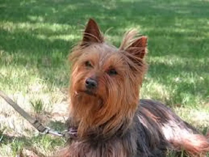 what is the average lifespan of a Yorkshire Terrier dog