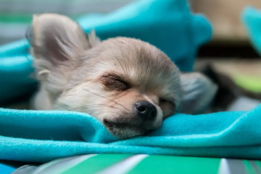 why do Chihuahuas sleep between your legs