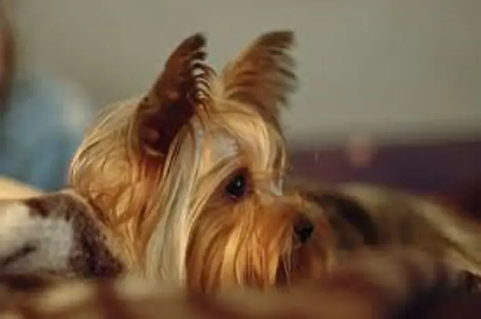 yorkie dog average lifespan