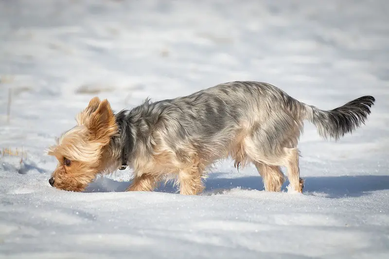 yorkie house training tips