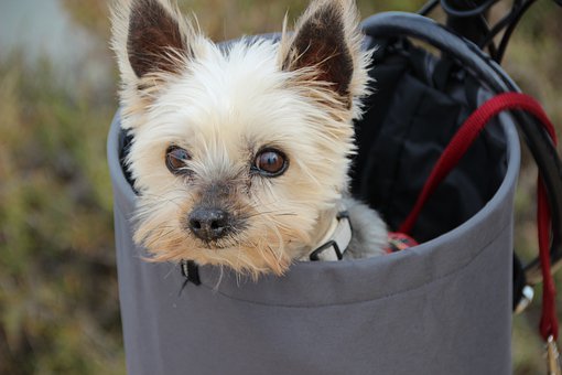 how to crate train a Yorkie