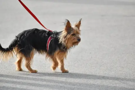 yorkie on a leash