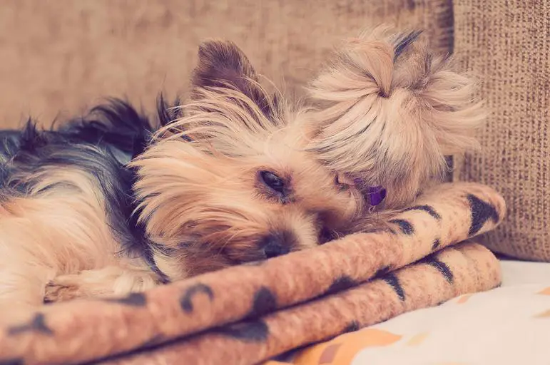 Yorkie sleeping on blankets