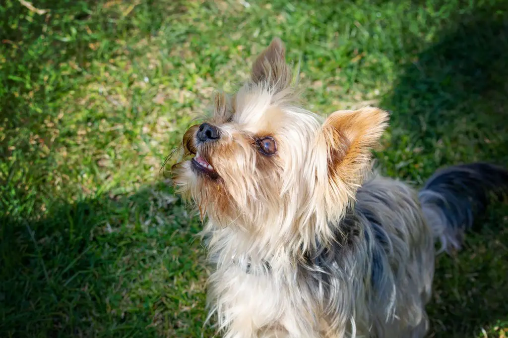 do yorkies like to cuddle