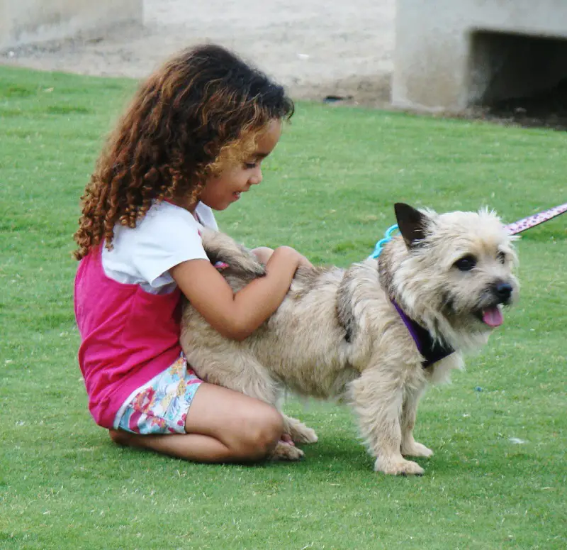 are yorkies good with kids