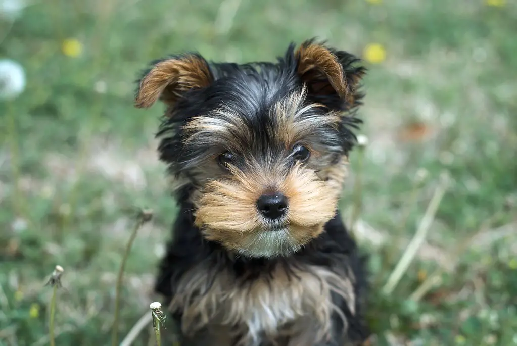 are yorkies good with kids