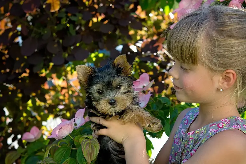 are yorkies good with kids