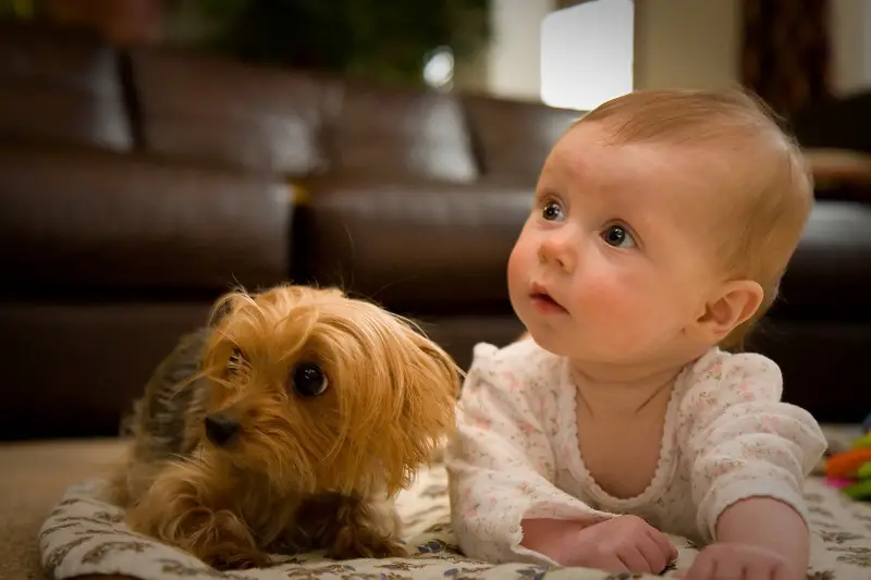 are yorkies good with kids