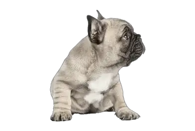 I found a new home! How Long Are French Bulldogs Pregnant 2021 Guide